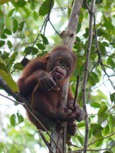 Orangutan