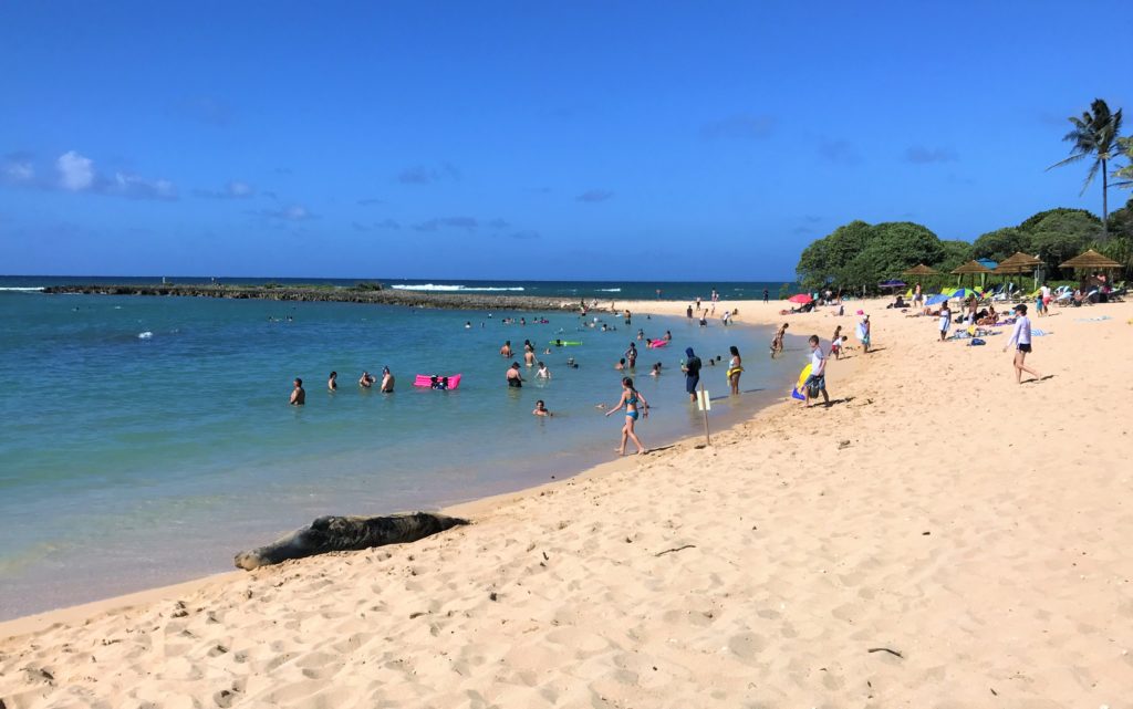 Turtle Bay Resort review