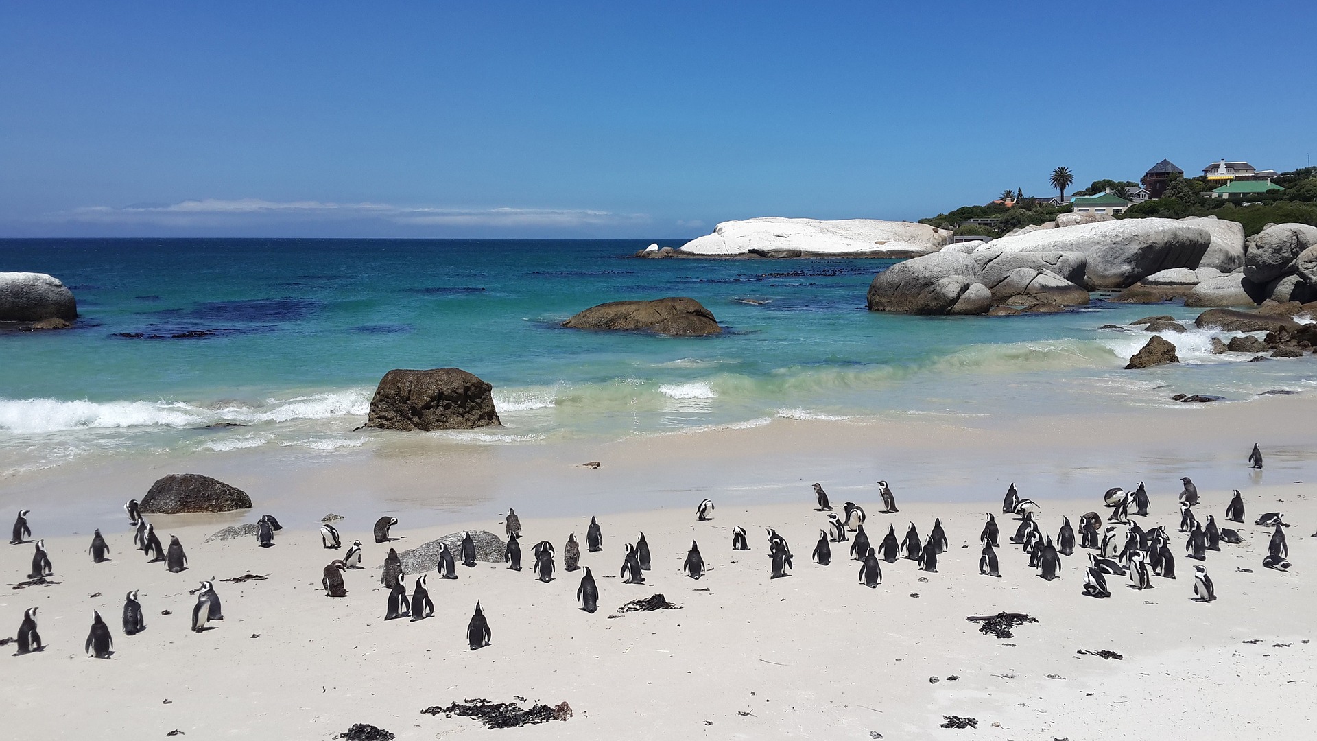 Cape Town - penguins at Boulders Beach