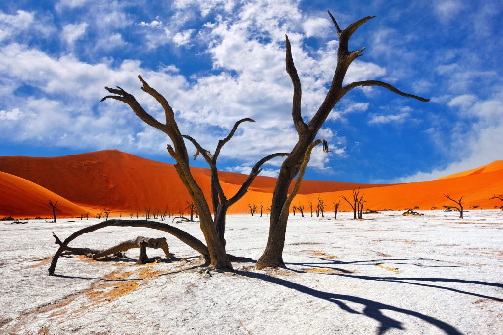 Qatar Airways Business Class Sale - Dead Camelthorn Treein Deadvlei, Sossusvlei, Namibia