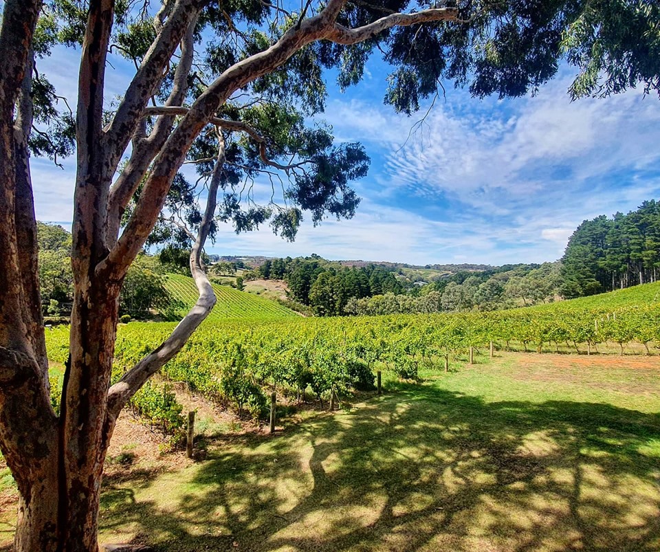 Adelaide winery, SA