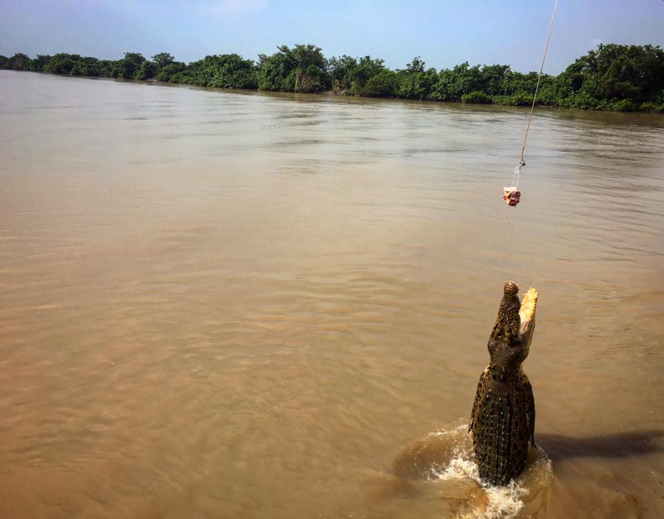 Crocodile jumping for bait