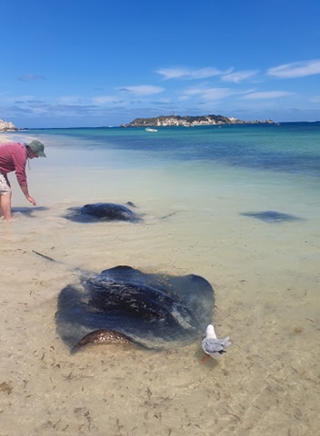 Eagle Ray at Hamelin Bay, WA