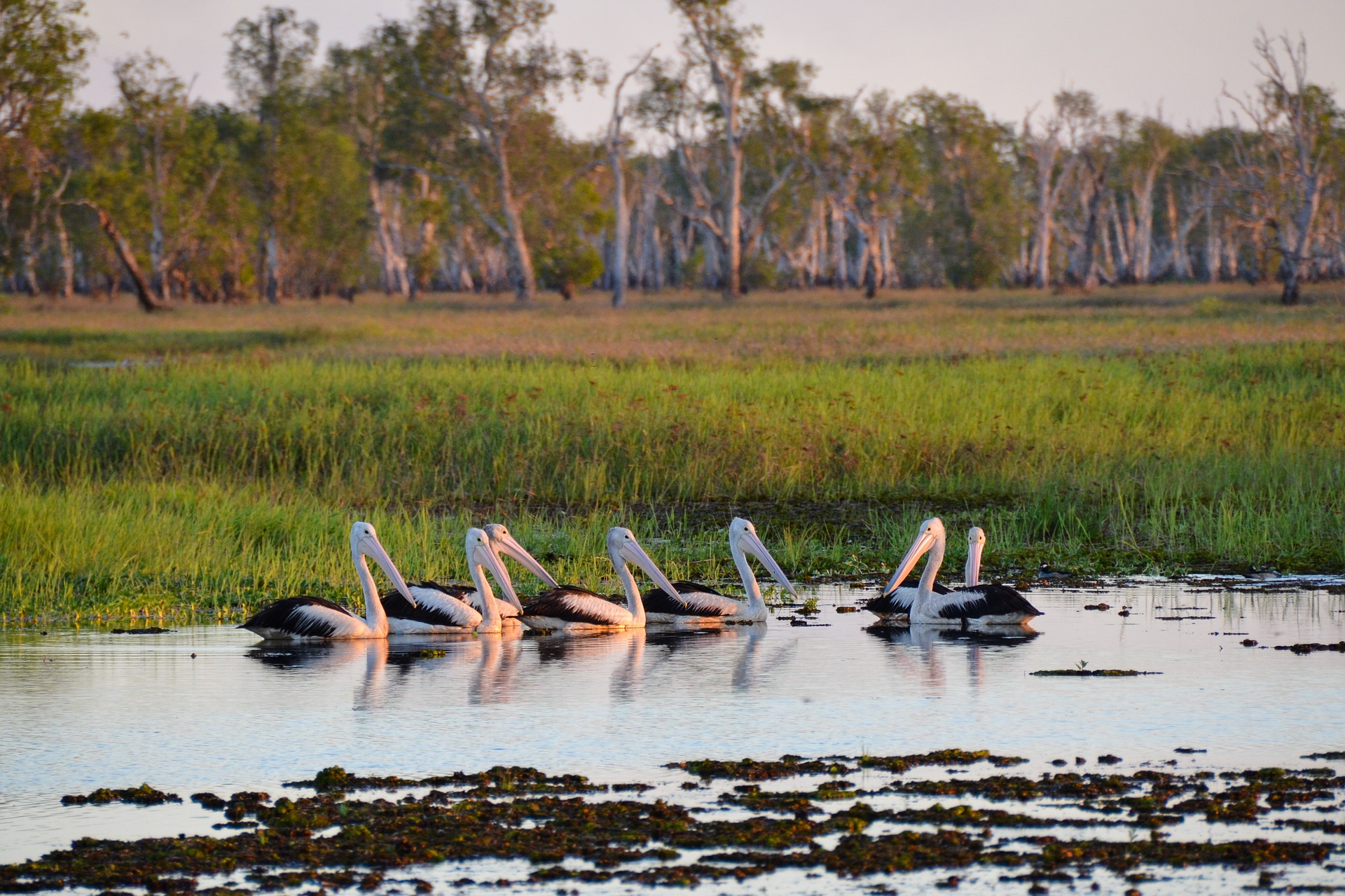 Pelicans resting in Kakadu National Park, Australia