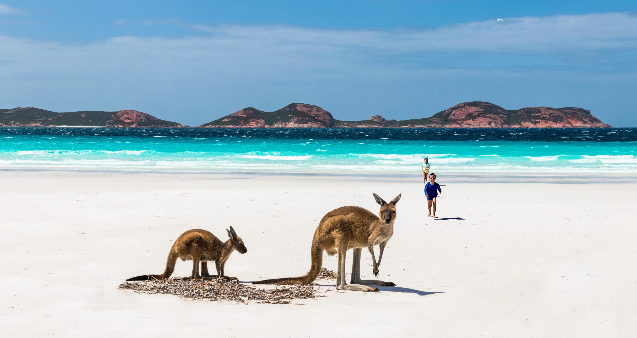 Kangaroo on beach