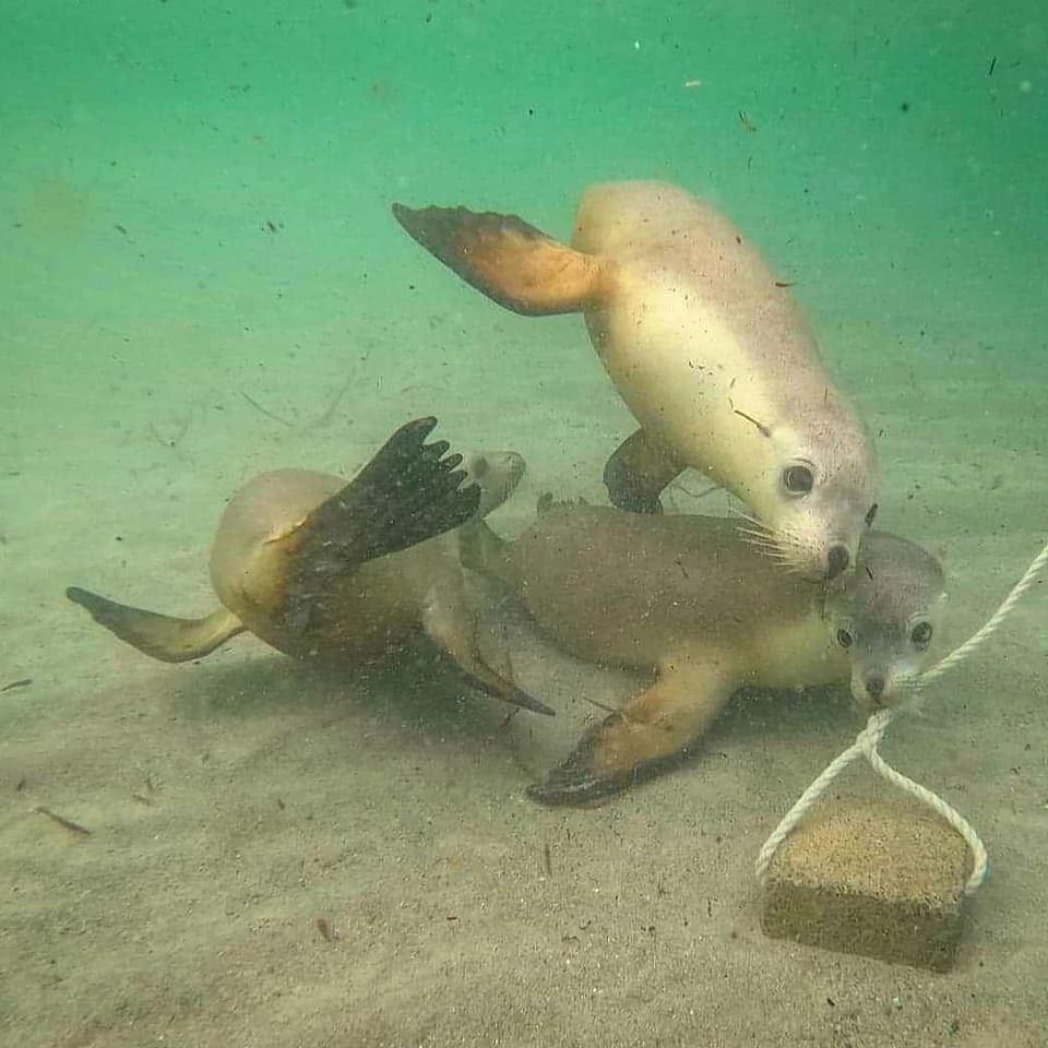 Sea Lions, Port Lincoln SA