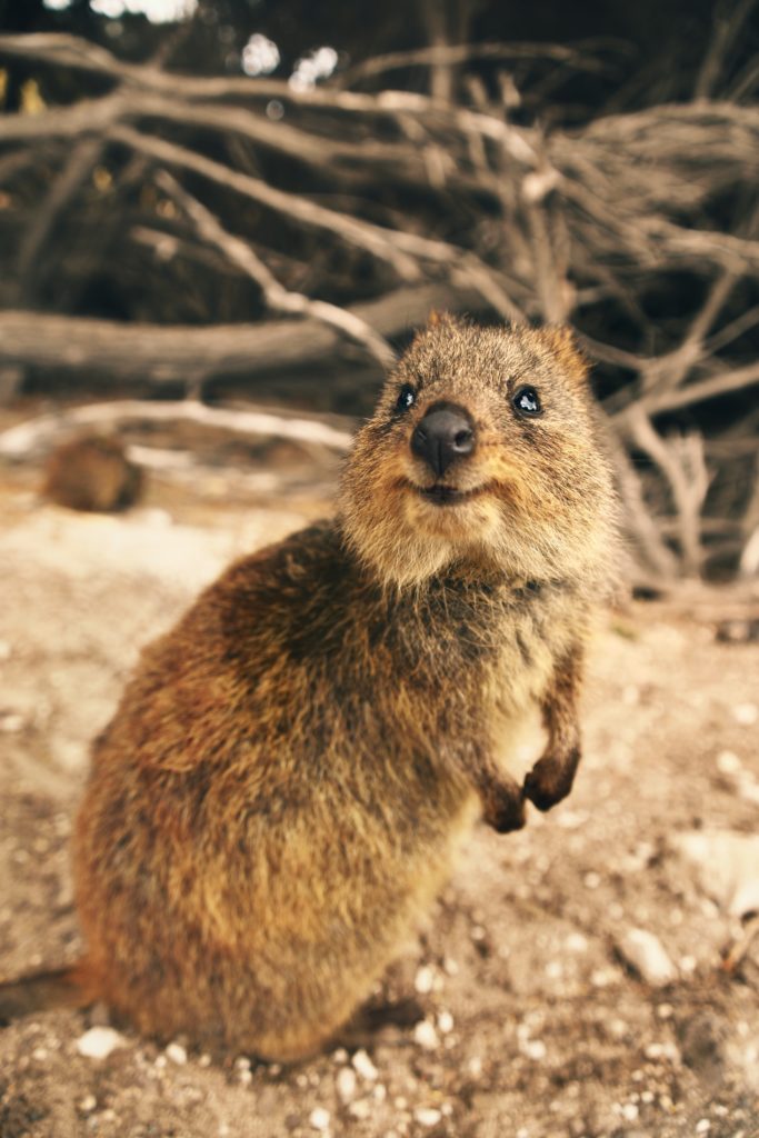 Quokka, Rottnest Island, WA