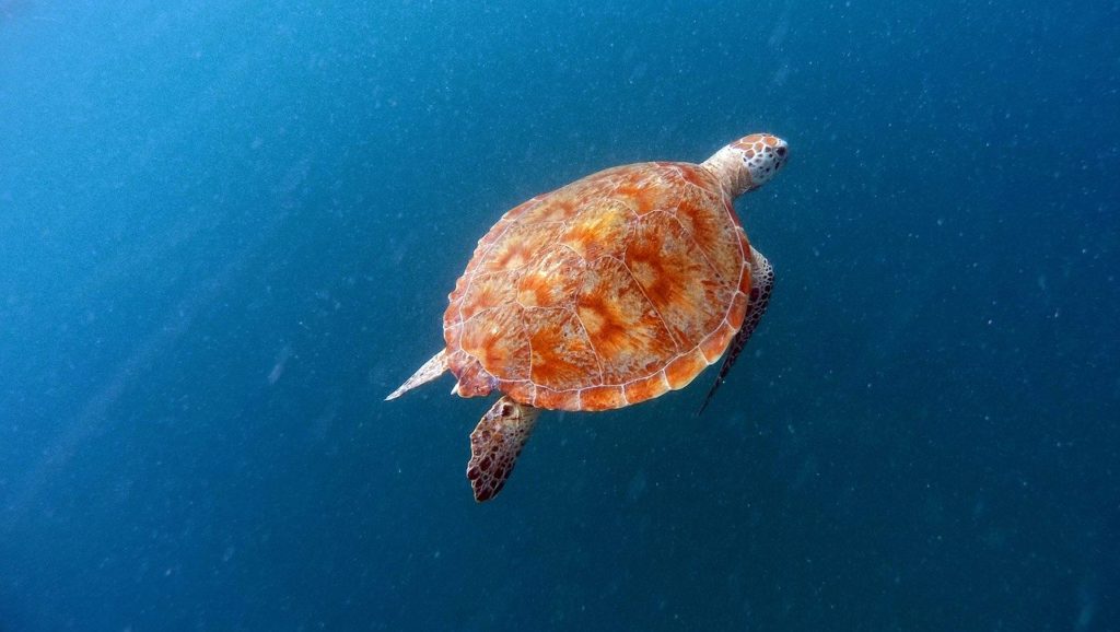 Swim with Sea Turtles in Barbados 