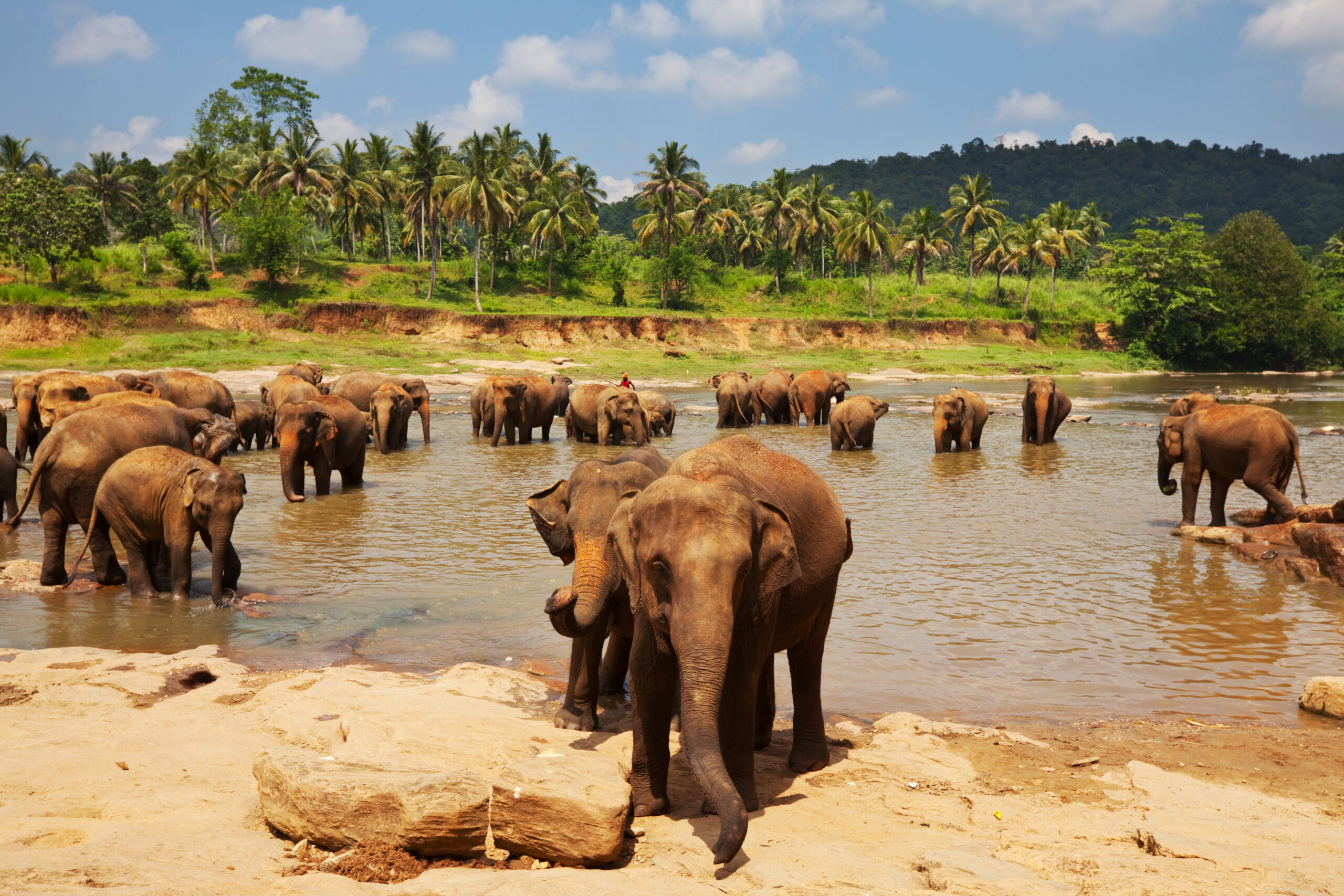 Шри ланка sri lanka. Остров Шри Ланка. Яла Шри Ланка. Сигирия Шри-Ланка. Сигирия Шри-Ланка слоны.