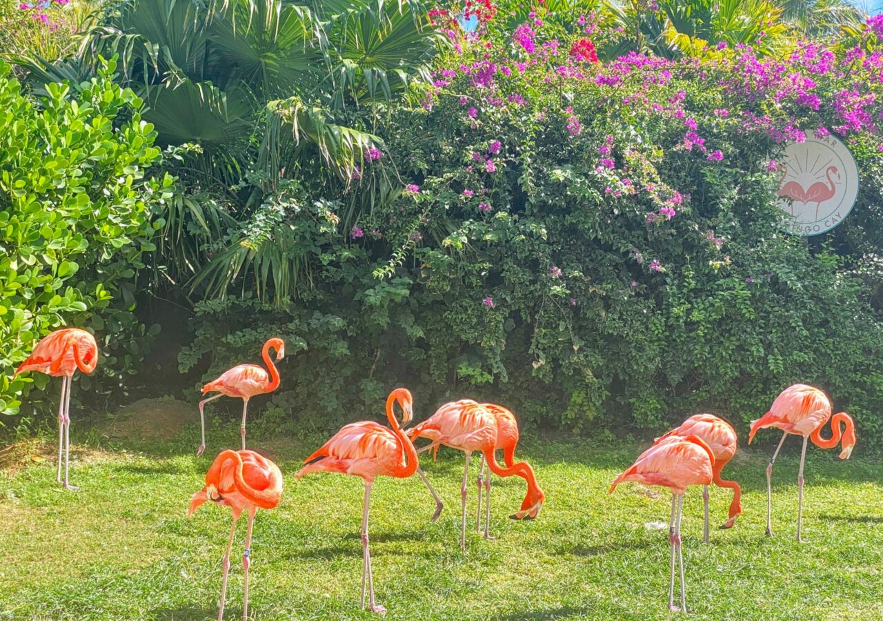 Flamingos at Grand Hyatt Hotel Baha Mar 