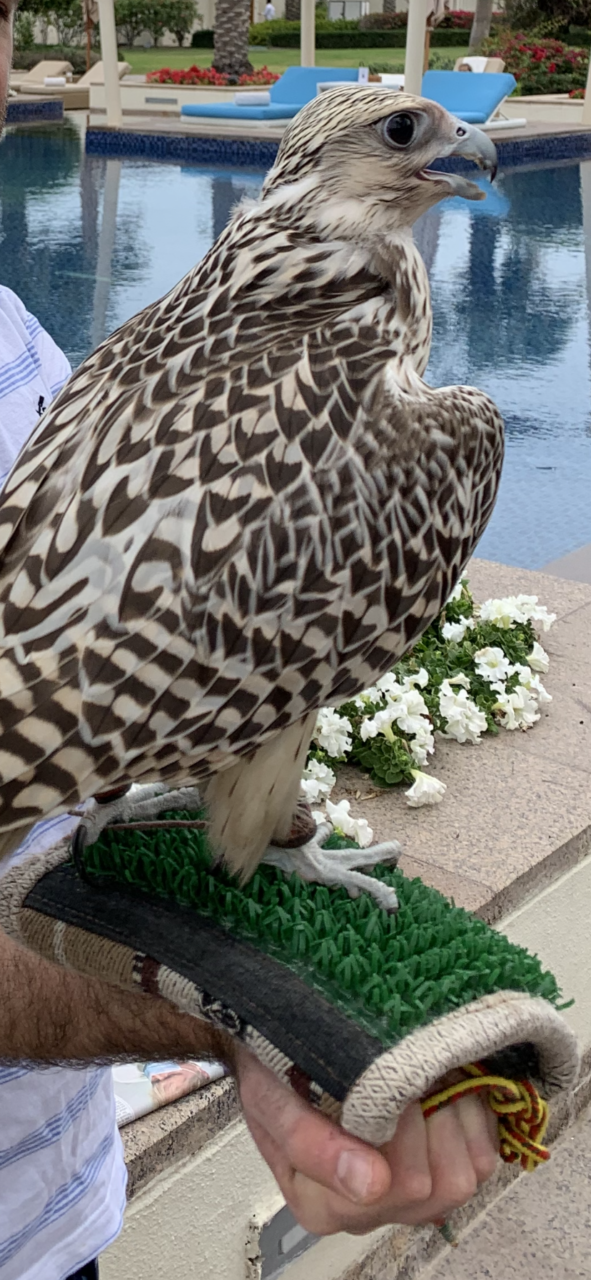 Hyatt Park Saadiyat Hotel eagle statue 