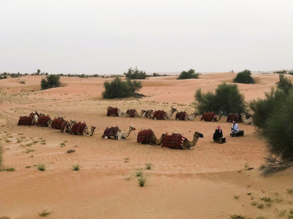 Outside Al Maha Dubai 