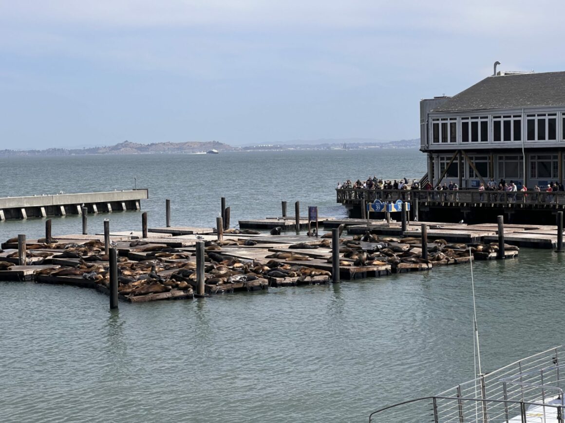 the wonderful sea lions, the star attraction of the Fisherman's Wharf