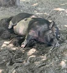 Pig in Thailand.