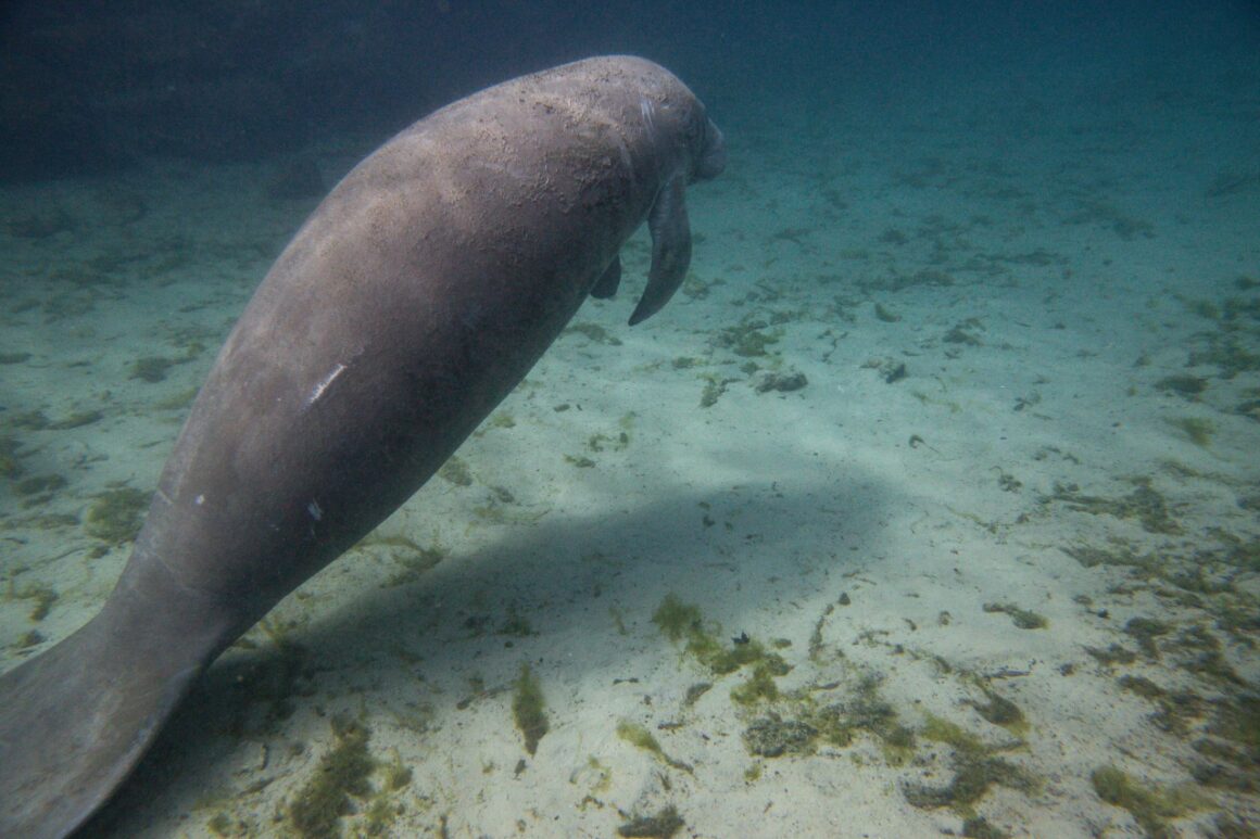 local manatees at Tampa