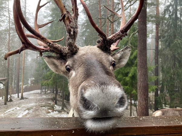 nuuksio reindeer park