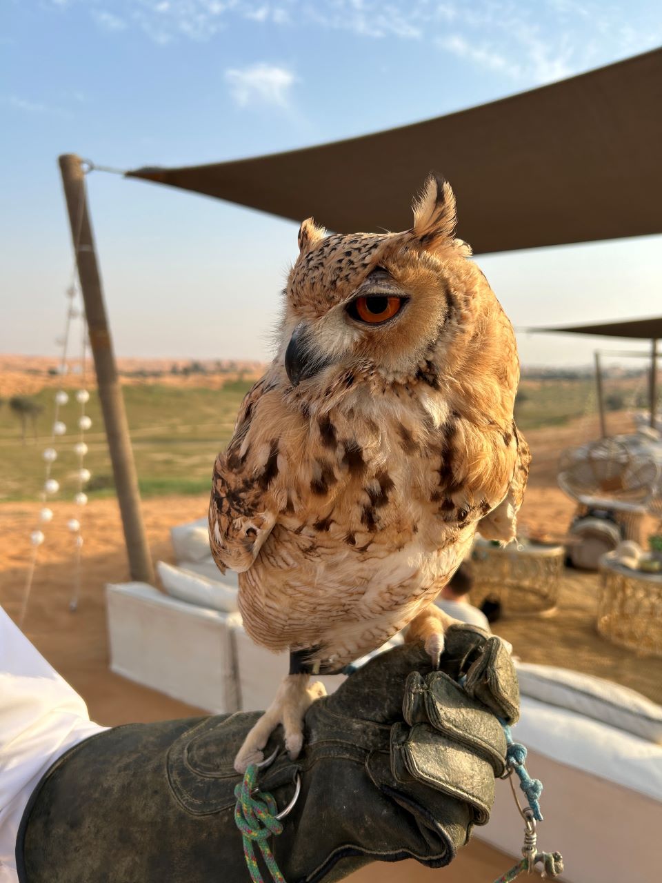 Owl at Ras Al Khaimah