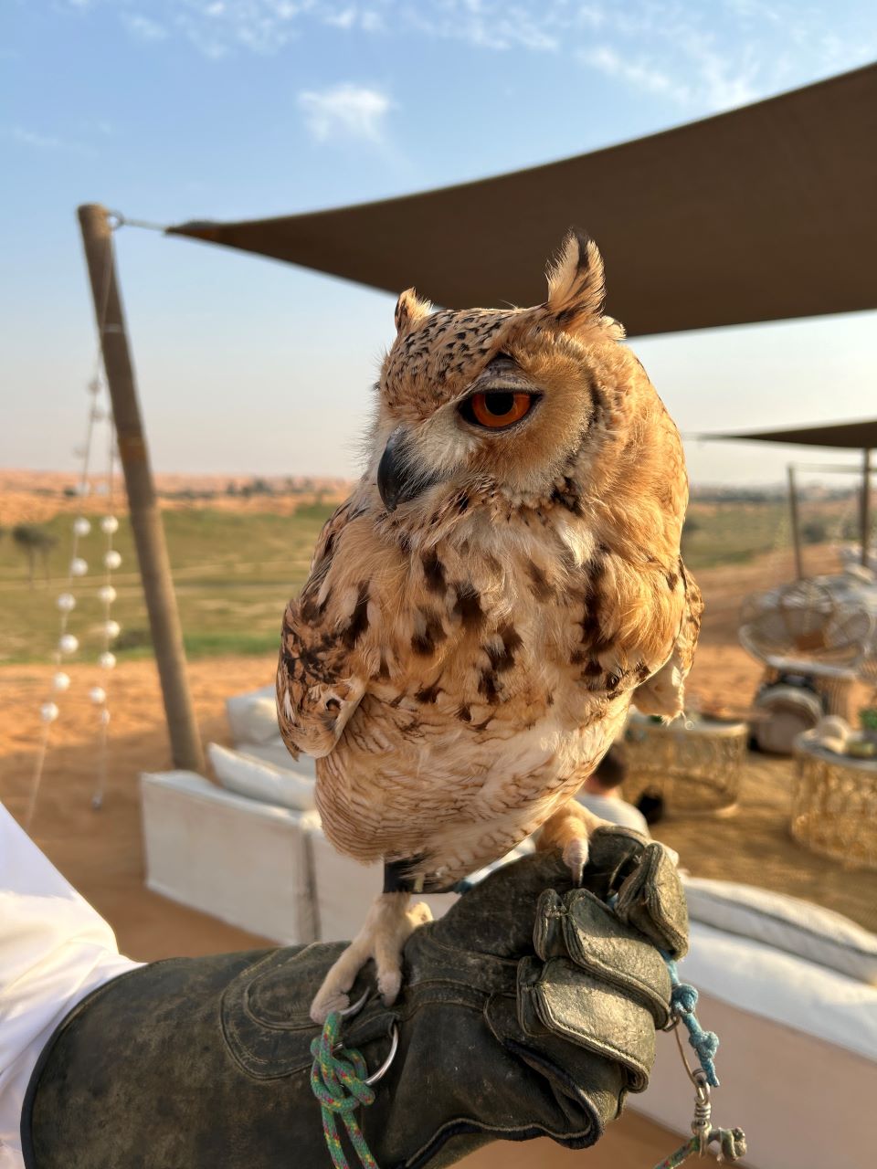 Ras Al Khaimah Owl