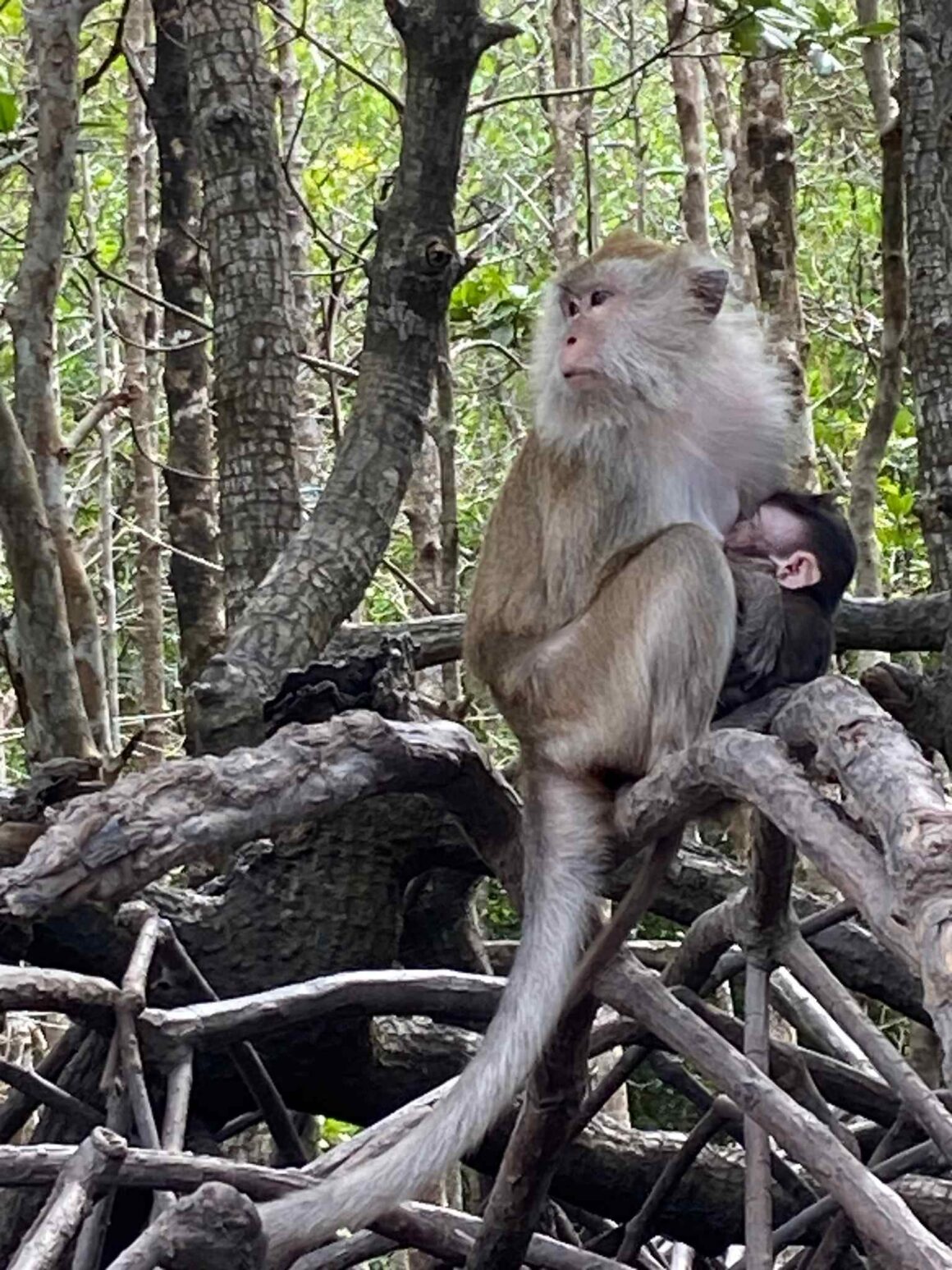 A photo of monkey holding his baby monkey