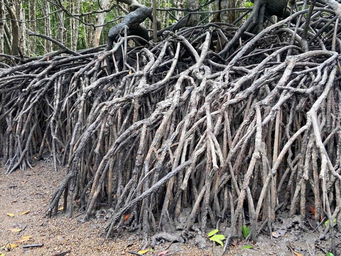 A close view of Mangrove 